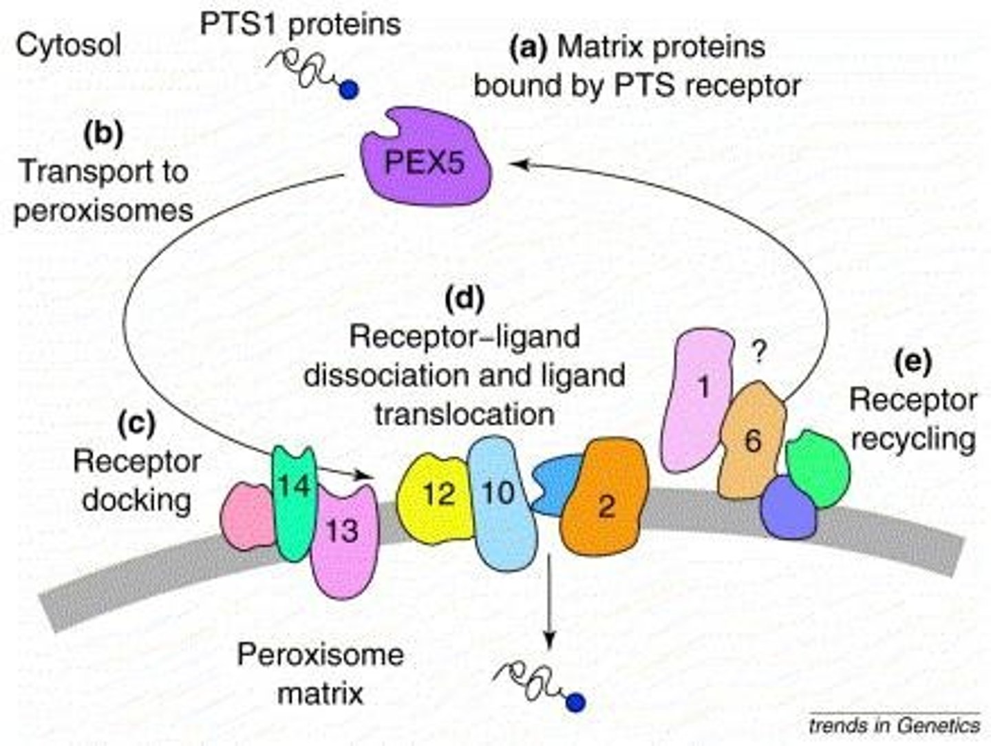 <p>They have peroxisomal targeting signals (PTS) for matrix proteins or mPTS for membrane proteins.</p>
