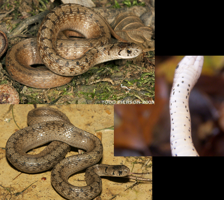 <p>leaf litter snake; most of GA; small snake; light brown with speckles; white belly with black specks; half crescent shape behind eye</p>