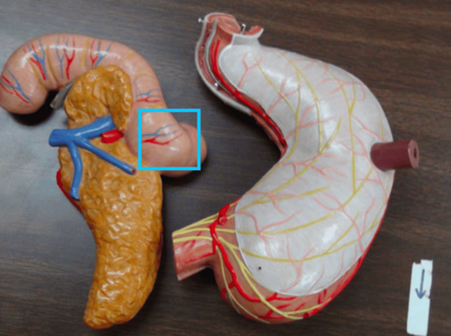 knowt flashcard image