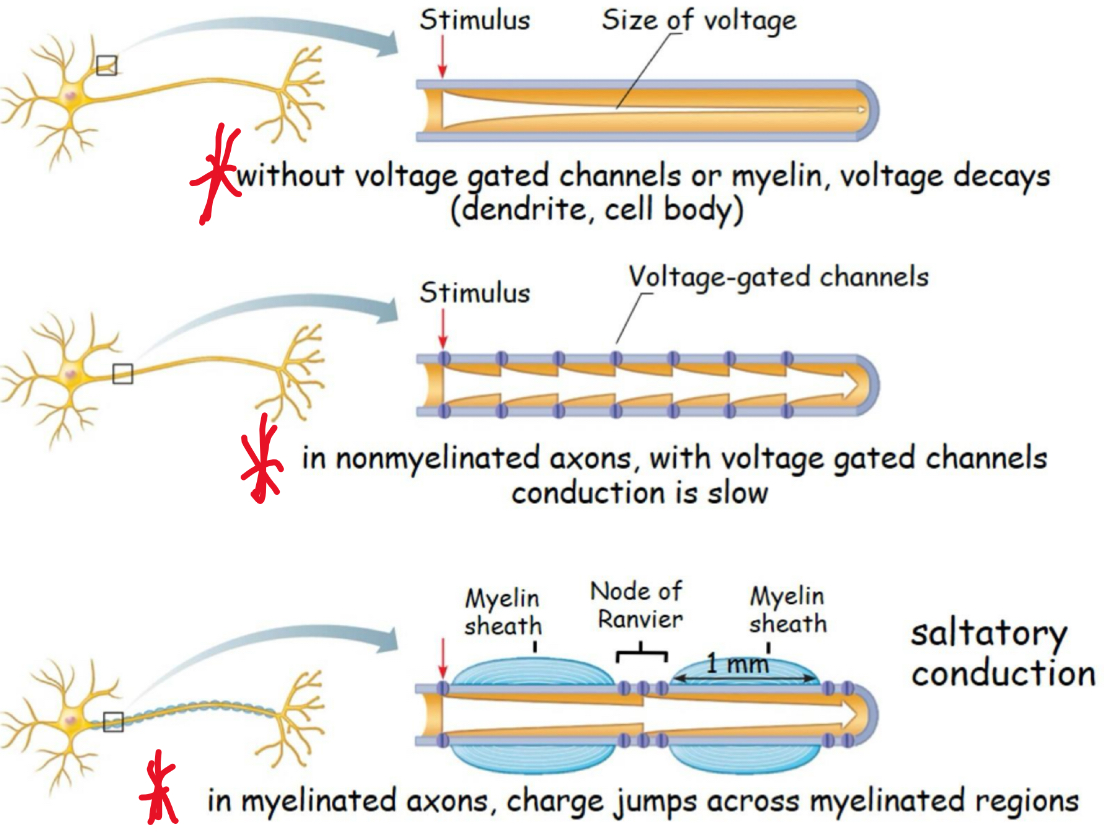 knowt flashcard image