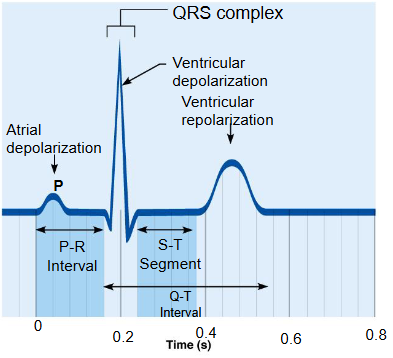 <p>a graphic recording of electrical heart activity</p><ul><li><p>P wave: depolarization of SA node and atria</p></li><li><p>QRS complex: ventricular depolarization and atrial repolarization</p></li><li><p>T wave: ventricular repolarization</p></li><li><p>P-R interval: beginning of atrial excitation to beginning of ventricular excitation</p></li><li><p>S-T segment: entire ventricular myocardium depolarized</p></li><li><p>Q-T interval: beginning of ventricular depolarization through ventricular repolarization</p></li></ul><p></p>