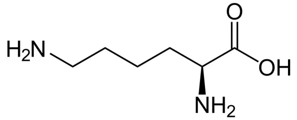 <p>Side chain pKa is 10.5; If the N at the end of the side chain becomes acetylated, this amino acid becomes polar and uncharged; polar, charged, basic (positively charged).</p>