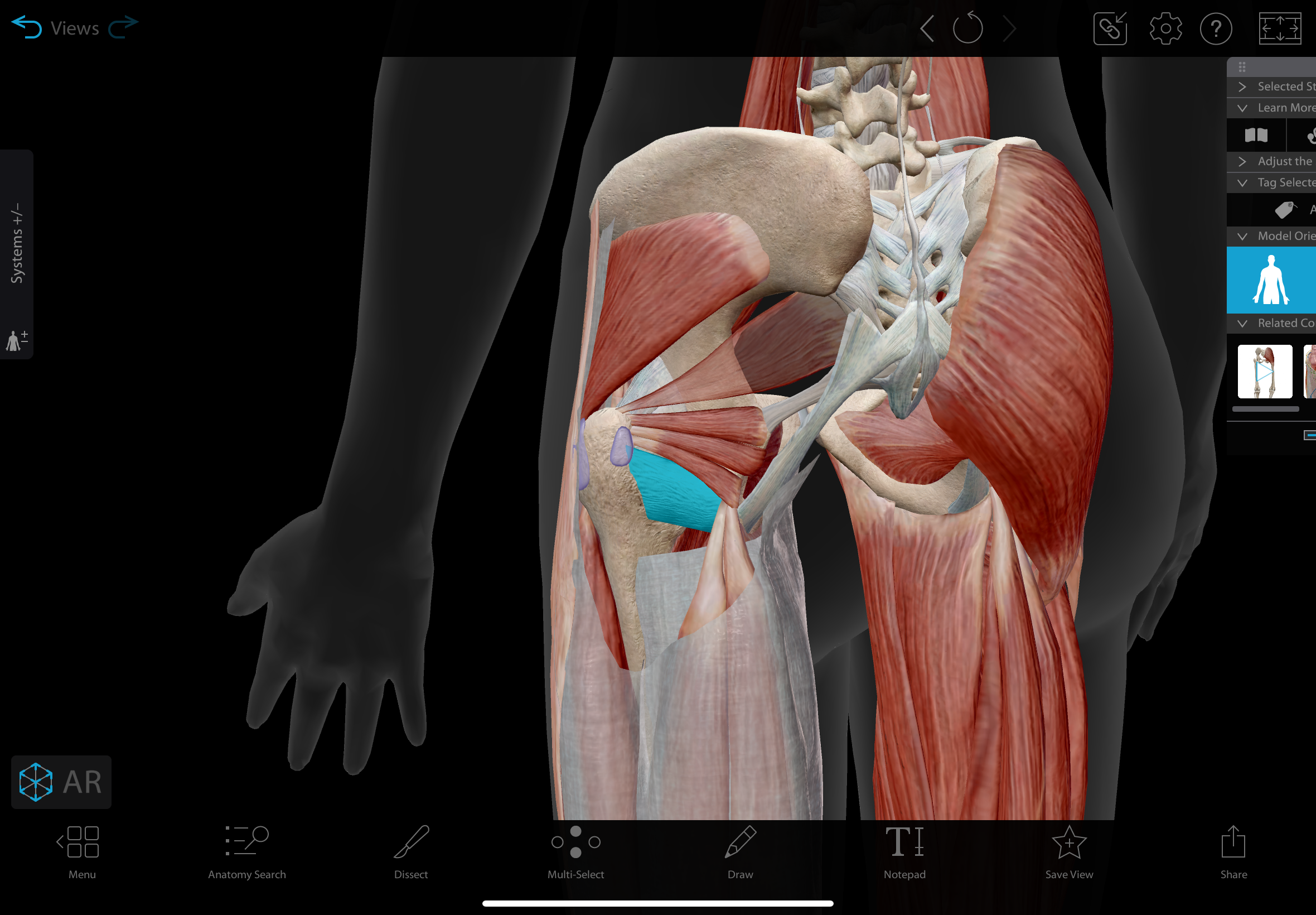 <p>flat, quadrilateral muscle located in the posterior hip, superior to the adductor magnus </p><p></p><p>action: laterally rotates the hip</p>