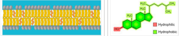<ul><li><p><strong><span style="color: purple">Amphipathic</span></strong> molecule found in animal membranes</p></li><li><p><em><mark data-color="purple">Immobilizes outer surface - reducing fluidity</mark></em></p></li><li><p>Makes less permeable to small water-soluble molecules</p></li><li><p>Separates phospholipid tails - prevents crystallization</p></li></ul><p><img src="https://knowt-user-attachments.s3.amazonaws.com/0089fa95-90cd-4e40-926f-0b1676b39e00.jpeg"></p>