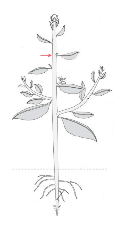 knowt flashcard image