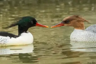 <p>Scaly-sided Merganser</p>