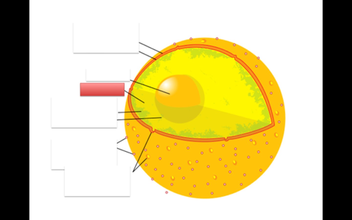 <p>The gel inside the nucleus that hold the DNA.</p>