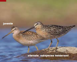 <p><span><span>Limnodromus griseus </span></span></p>