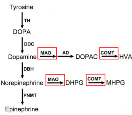 <p>MAO: Monoamine oxidase</p>