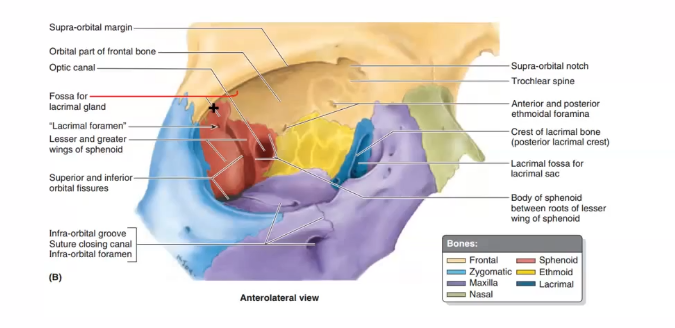 <p>tear production and drainage&nbsp;</p>