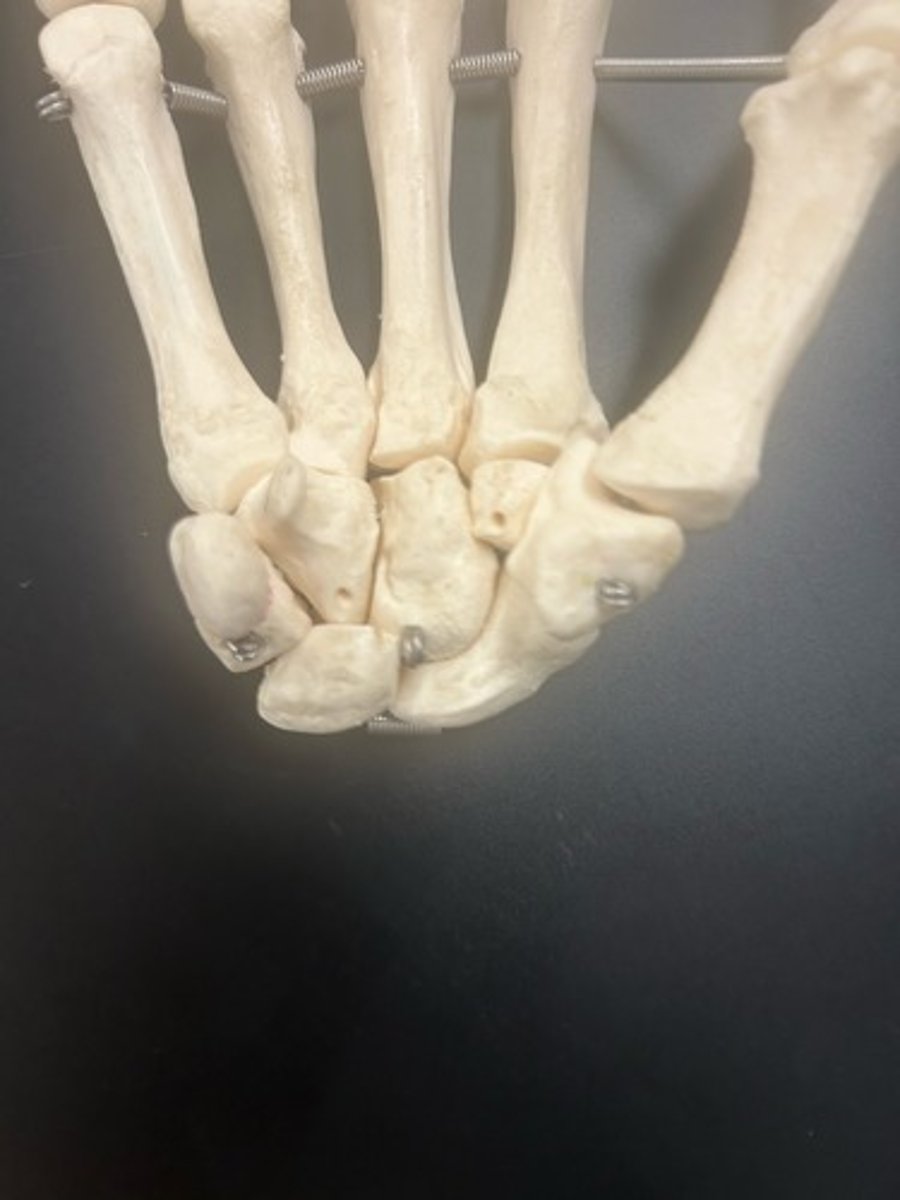 <p>name the bone</p>