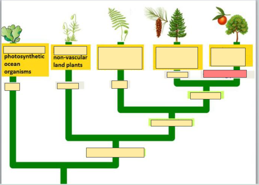 <p>example of Angiosperms</p>