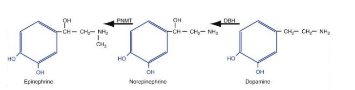 <p>Synthesized inside nerve axon </p><p><strong>Dopamine </strong>transported into vesicles and then <strong>converted to norepinephrine</strong></p>