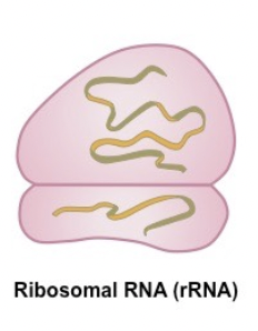 <p><span style="background-color: transparent; font-family: "Proxima Nova", sans-serif;"><span>Building blocks of ribosomes</span></span></p>