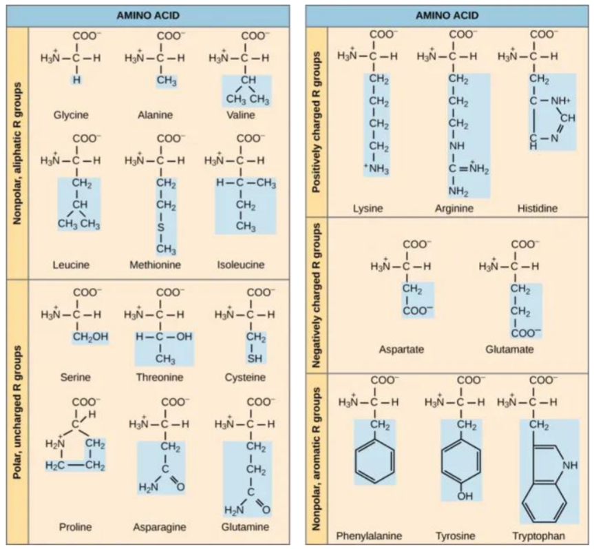 <p>Las forman 20 aminoácidos diferentes</p>