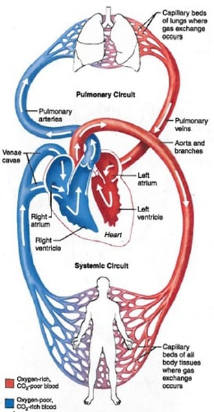 <p>- Pulmonary: Blood going to the lungs</p><p>- Systemic: Body wide</p>