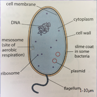 <p>no nuclus, mesosome site of aeribic respiration, has plasmids, 70S ribosomes, cell wall, flagellum, cytoplasm and occasionly slime coat</p>