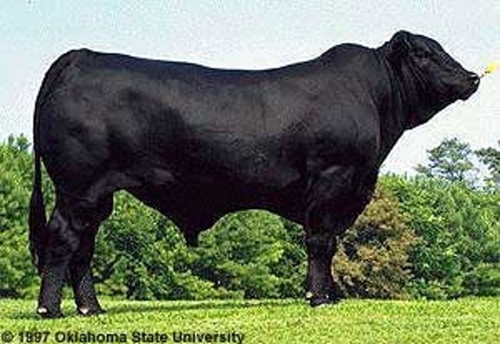 <p><span class="bgP">Largest registry for American Composite Breed Classification</span></p><p>originated in the UnitedStates</p><p>• 3/8 Brahman, 5/8Angus</p><p>•Solid black</p><p>• Polled</p>