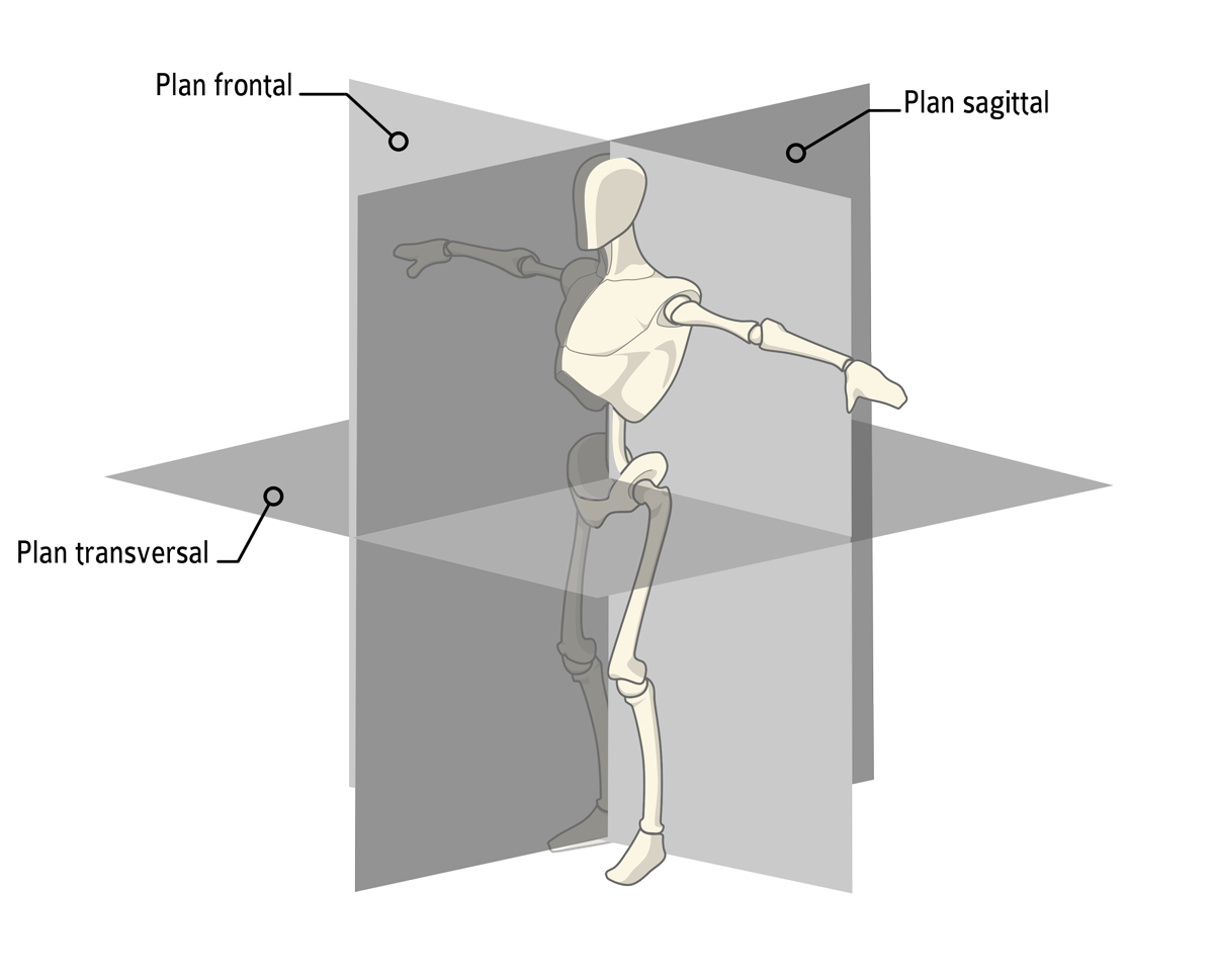 <p>Le plan frontal</p>