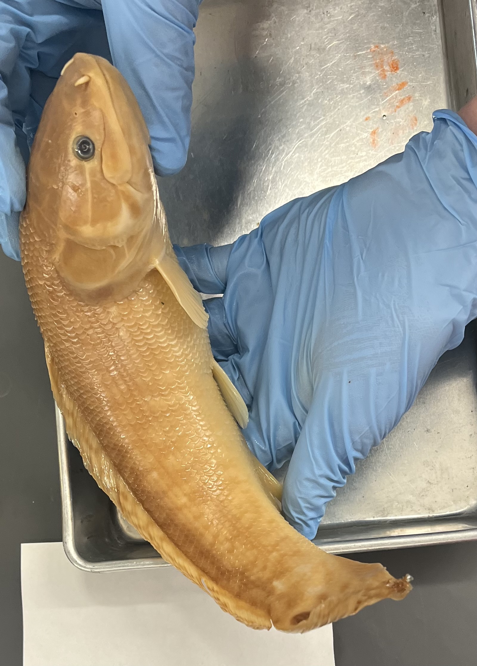 <p>Patterned and spotted</p><p>Singular spot on the caudal tail</p><p>Nasal comes out of nose like a barbel</p><p>Armored head</p><p>Stripes on face</p>