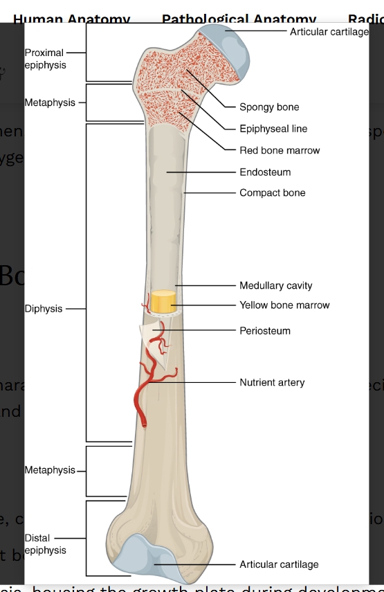 <ul><li><p class="Paragraph WhiteSpaceCollapse SCXP227788394 BCX8" style="text-align: left;"><span>forms the dense outer layer of the diaphysis, providing strength and resistance to bending forces. It contains osteons that support the bone’s weight-bearing capacity.</span></p></li></ul><p></p>
