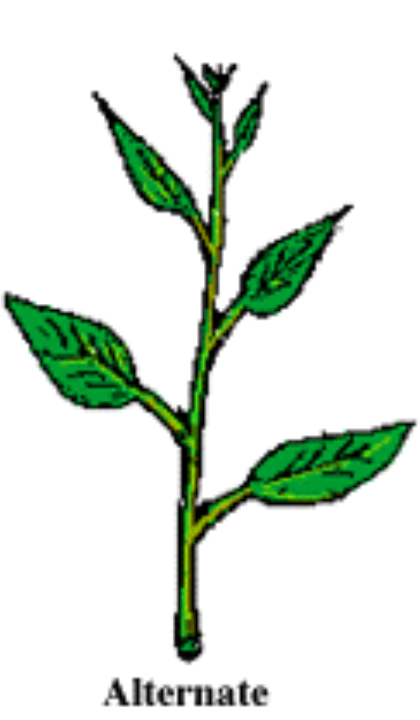 <p>ex. all quercus (oak), holly</p>