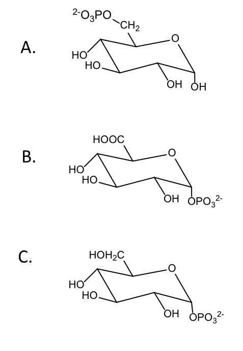 <p><strong>Which glucose derivative is involved in synthesis of UDPG?</strong> (Just enter the letter)</p>