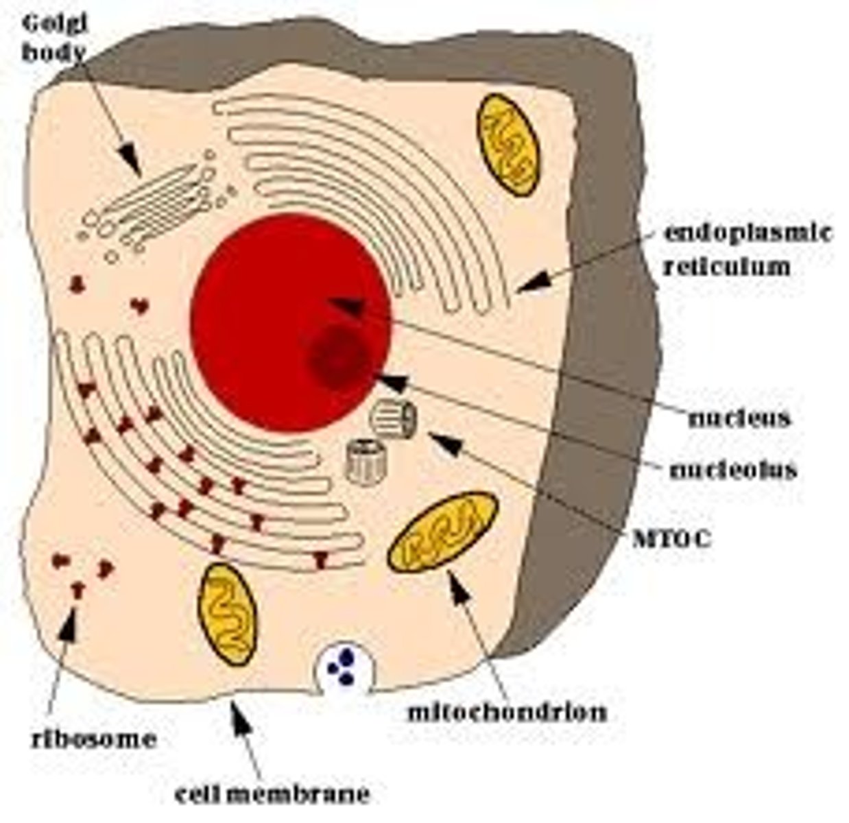 <p>complex cell that contains a nucleus and organelles (humans and plants)</p>