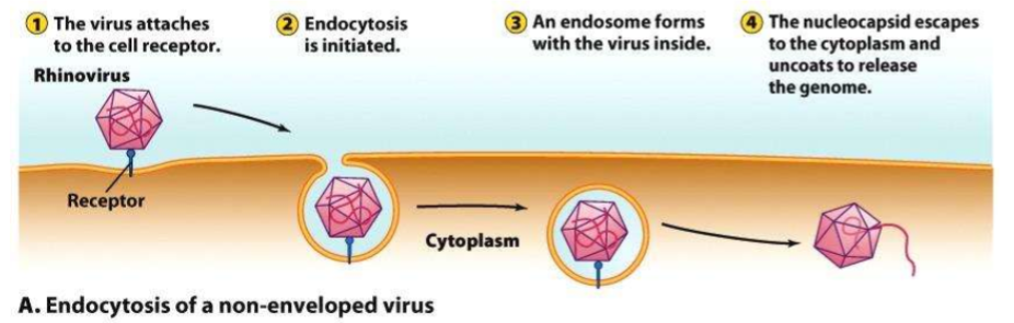 <p>Endosome forms with virus inside</p>