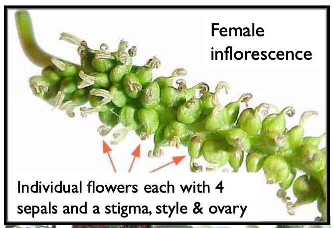 <p>4 sepals, 1 stigma, style and ovary.</p>