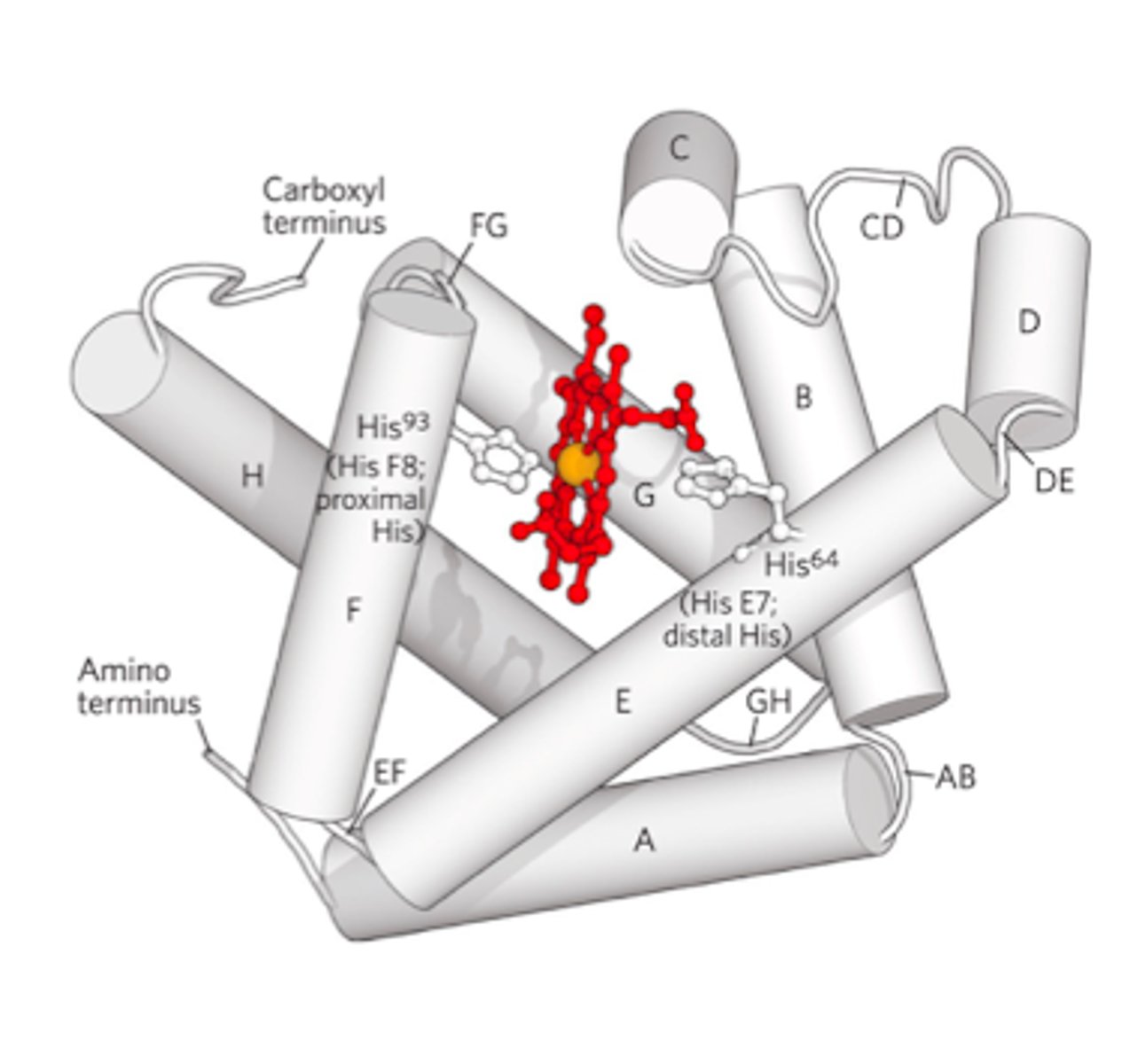 <p>- MONOMERIC heme protein</p><p>- polypeptide "cradles" the heme group</p><p>- Fe2+ (ferrous iron) binds to O2</p><p>- oxidation of Fe2+ -&gt; Fe3+ (ferric iron)</p>