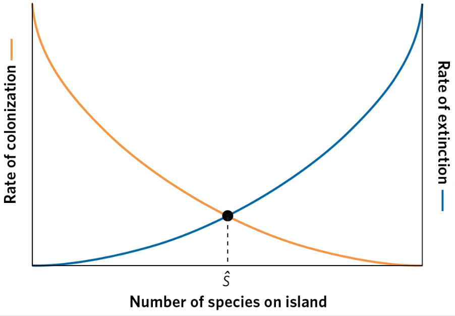 <p>achieving an equilibrium number of species on an island</p>