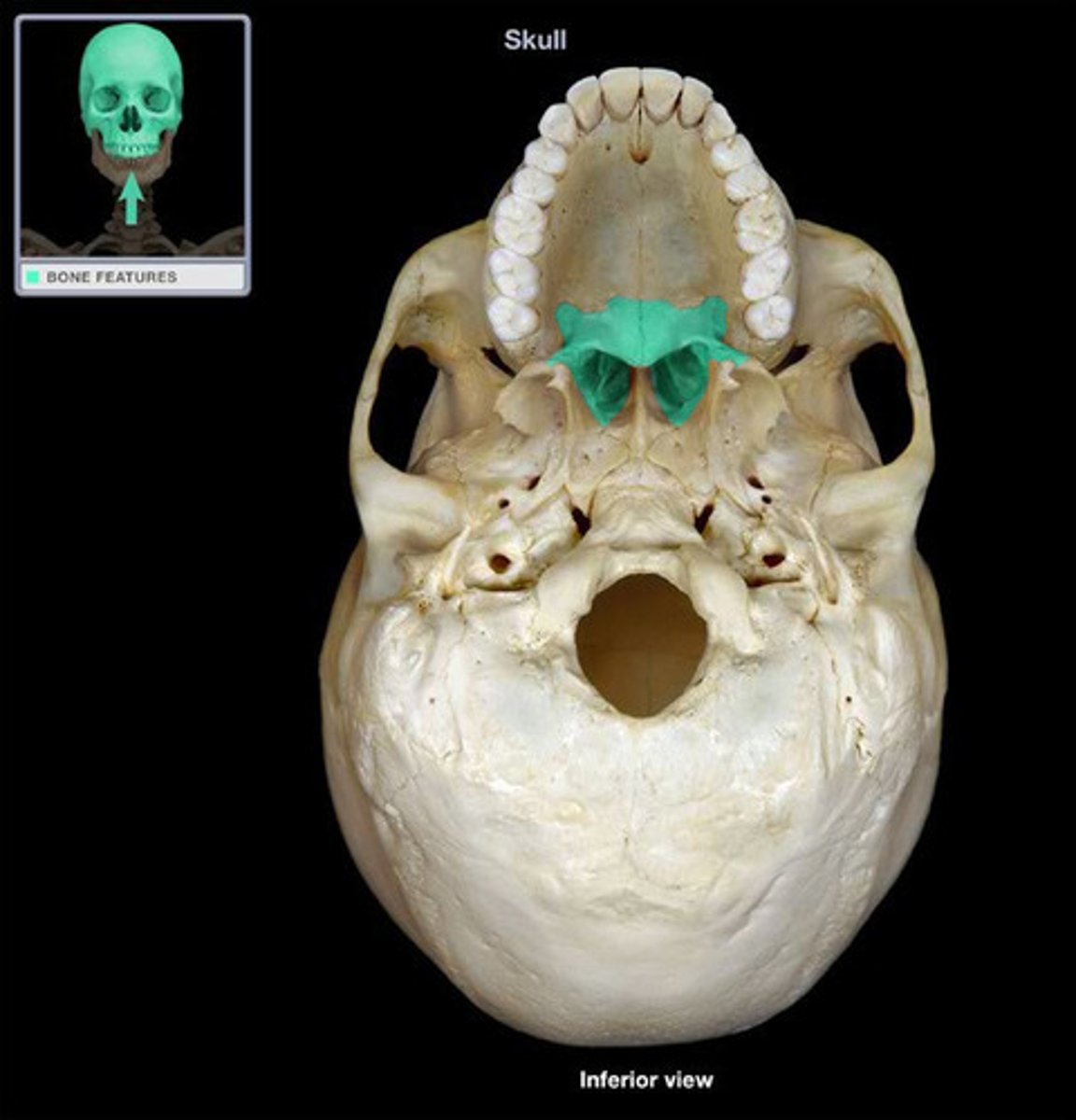 <p>two bones within the skull forming parts of the eye socket, nasal cavity, and the hard palate.</p>