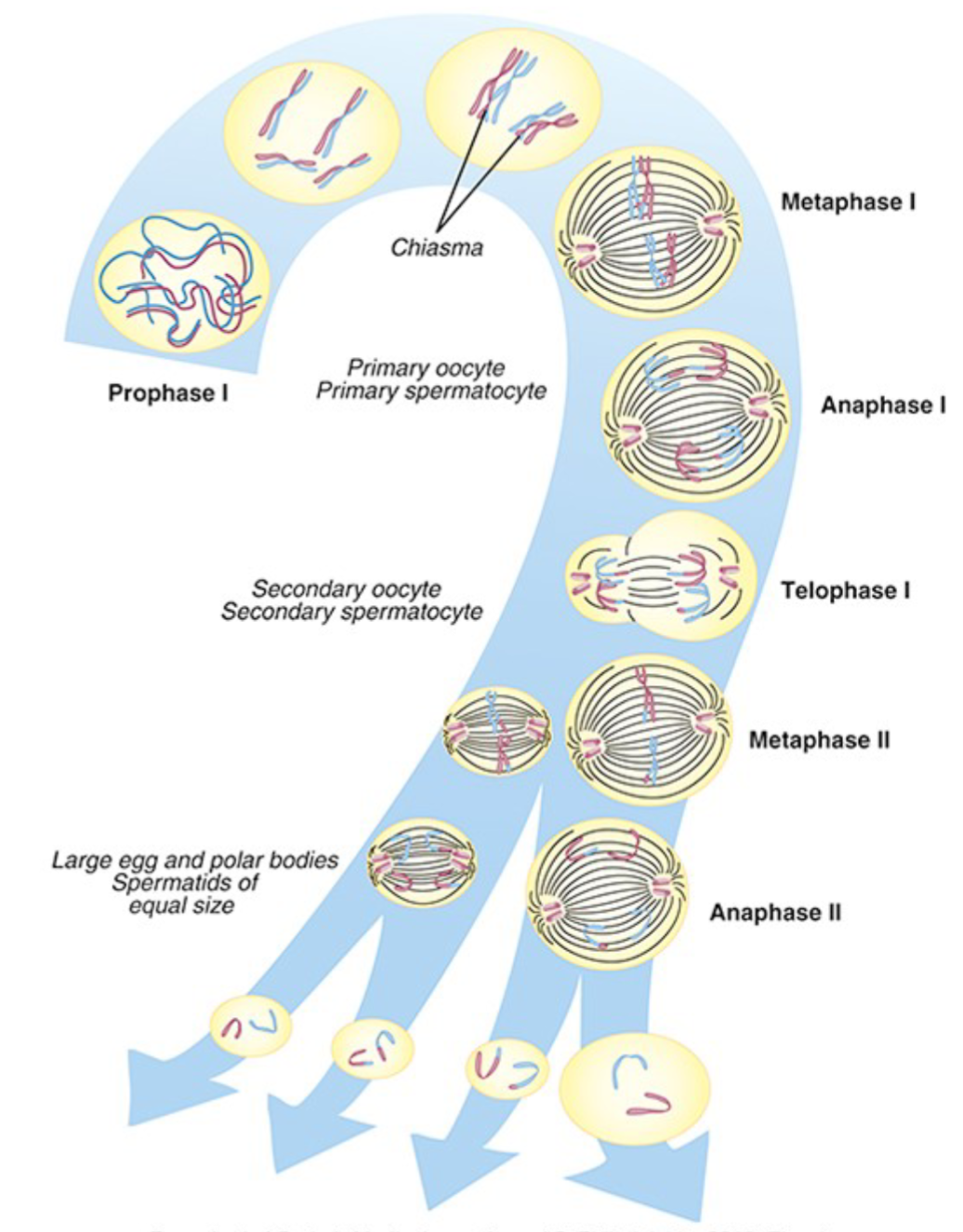 <p><span>the process by which gametes are formed—will end up with half of the genetic info<br></span><span>• <strong>Prophase I</strong>: replicated chromosomes coil up</span><span><br></span><span>• <strong>Metaphase I</strong>: homologous chromosomes line up on equator</span><span><br></span><span>of cell opposite one another– Spindle fibers radiate from the centrioles and attach to centromere</span><span><br></span><span>• <strong>Anaphase I</strong>: homologous chromosomes are pulled to opposite poles of the cell</span><span><br></span><span>• <strong>Telophase I</strong>: nuclear envelope forms and cell divides into two daughter cells</span></p><p><span><br></span><span><strong>Metaphase II</strong>: chromosomes line up along the equator again– Spindle fibers radiate from the centrioles and attach to</span><span><br></span><span>centromere</span><span><br></span><span>• <strong>Anaphase II</strong>: Chromatids are pulled apart and move toward</span><span><br></span><span>opposite poles</span><span><br></span><span>• <strong>Telophase II</strong>: cell divides into two germ cells</span><span><br></span><span><u>Result: Each germ cell now has half the genetic information</u></span><span><u><br></u></span><span><u>(haploid)</u></span></p>