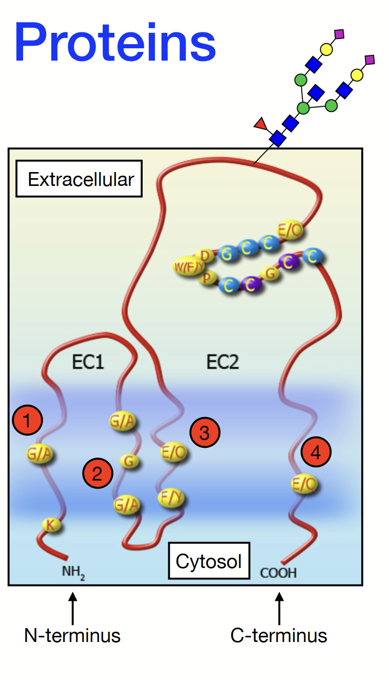 <p>A family of membrane proteins found in all multicellular eukaryotes. They have <strong>four transmembrane alpha-helices</strong> and <strong>two extracellular domains</strong>: one short (EC1) and one longer (EC2). Contains an N-terminus on the EC1 side and a C-terminus on the EC2 side.</p><p>Some can be <strong>glycosylated</strong> (attachment of a carbohydrate molecule) on the <u>long extracellular loop (EC2).</u></p><p><mark data-color="green">Play a role in </mark><strong><mark data-color="green">cell adhesion, motility, proliferation, and more.</mark></strong></p>