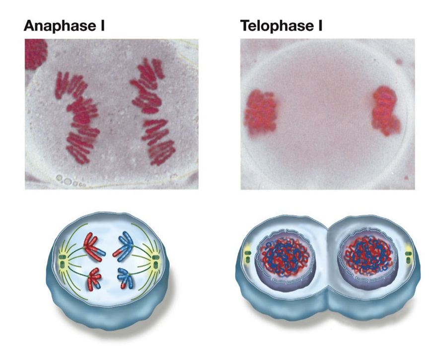 <ul><li><p>Separation of homologous chromosomes into 2 separate cells</p></li><li><p>Now each ell has two copies (2 chromatids) of each homologous chromosome</p></li><li><p>Note: chromatids not identical because of crossing over</p></li><li><p>Telophase after this is optional</p></li></ul>