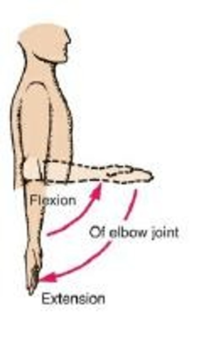 <p>The opposite movement in which the joint angle is increased (opened; straightened) in a sagittal plane.</p>