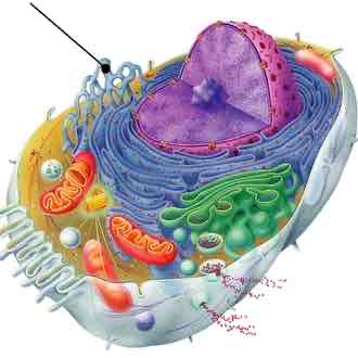 <p>Eukaryotic Cell</p>