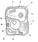 <p><span style="background-color: transparent;"><span>Label the parts of the cell and list their function below-13</span></span></p>