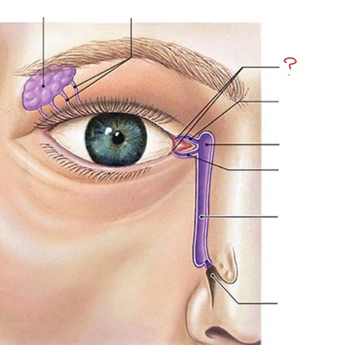 <p>Drains tears out of eye</p>