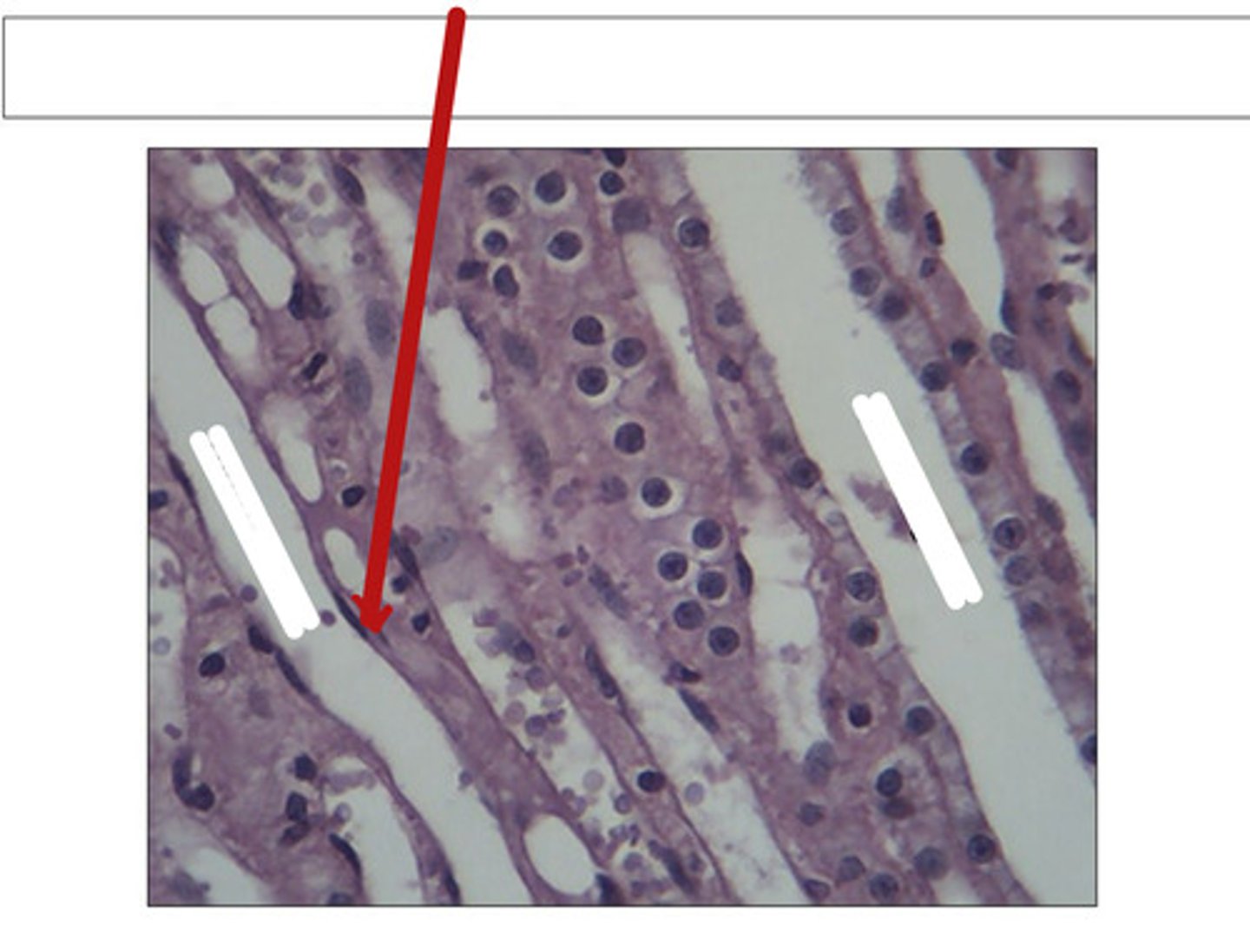 <p>identify this structure and organ</p>