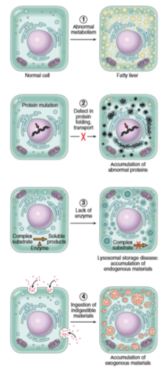 <p>Fatty change</p><p>cholesterol and cholesterol esters</p><p>proteins</p><p>glycogen</p><p>pigments</p>