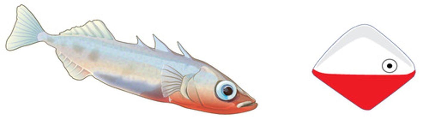 <p>sign stimuli</p>