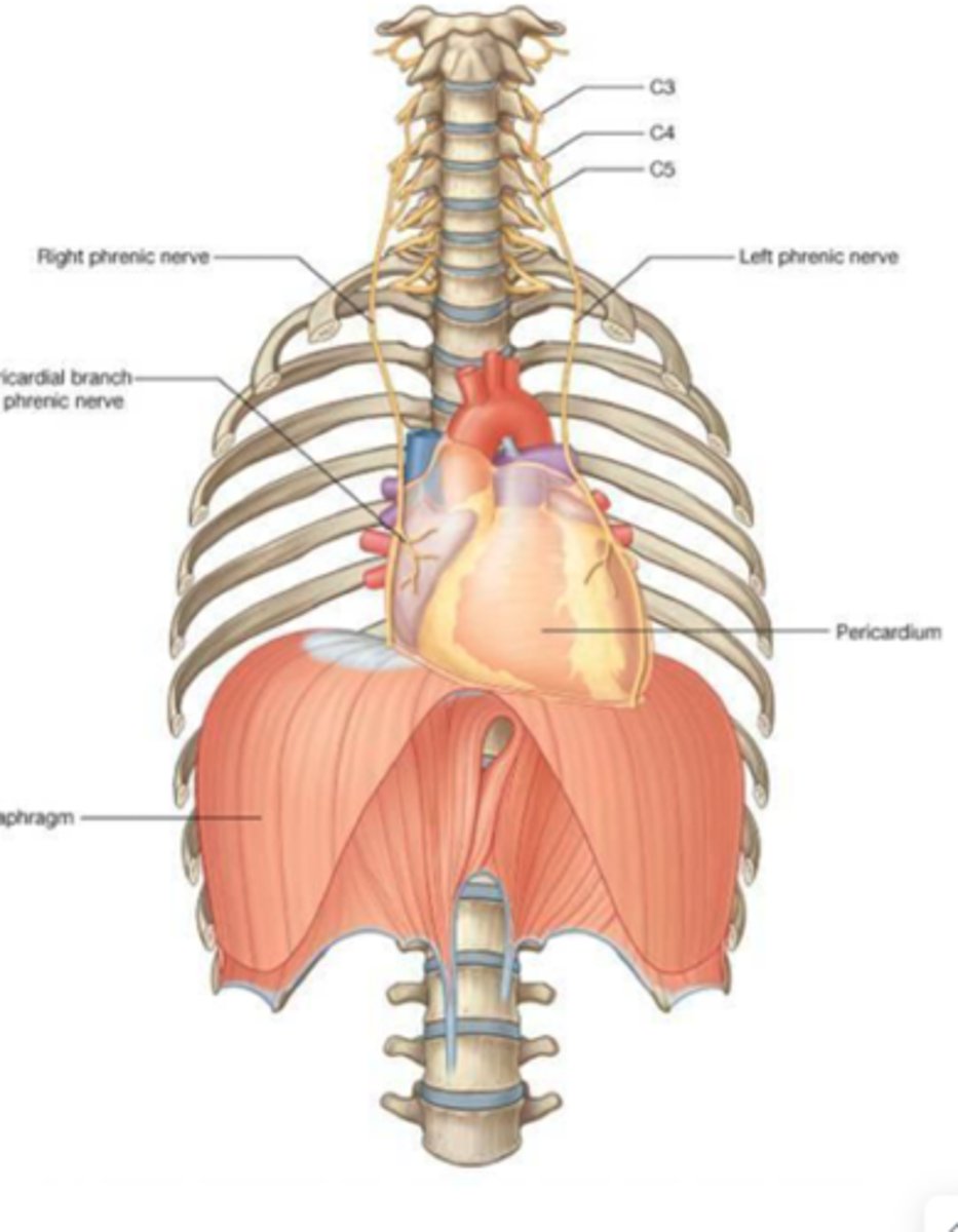 <p>where does the R and left phrenic N originate from? what major organ does it run through and what other organ does it innervate?</p>