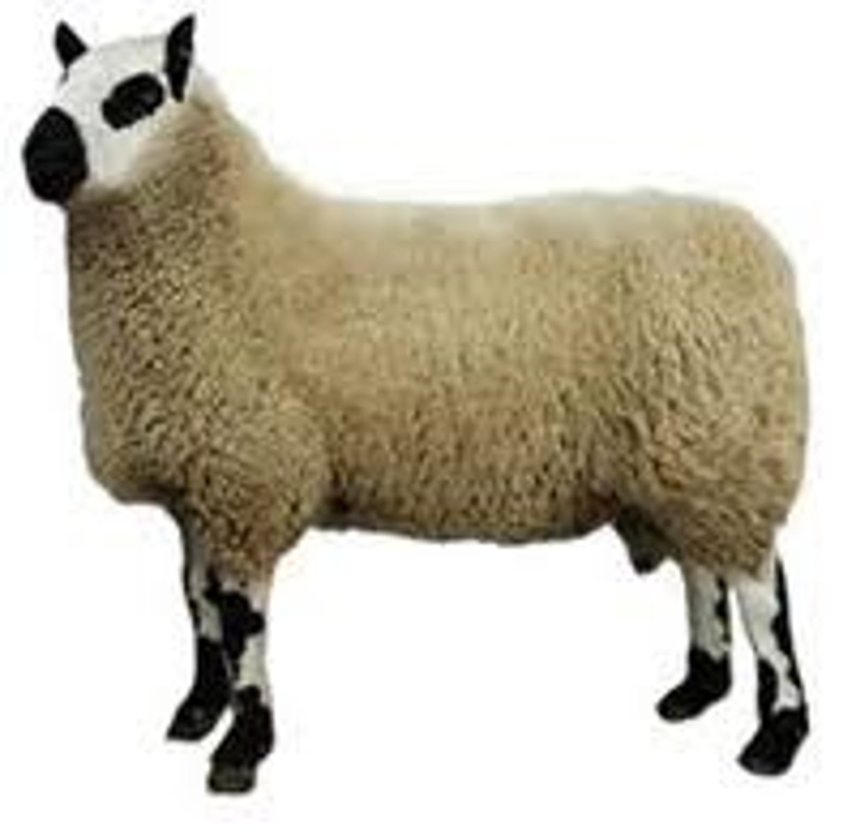 <p>black markings around eyes and mouth, black ears and black spots on legs, meat, extensive</p>