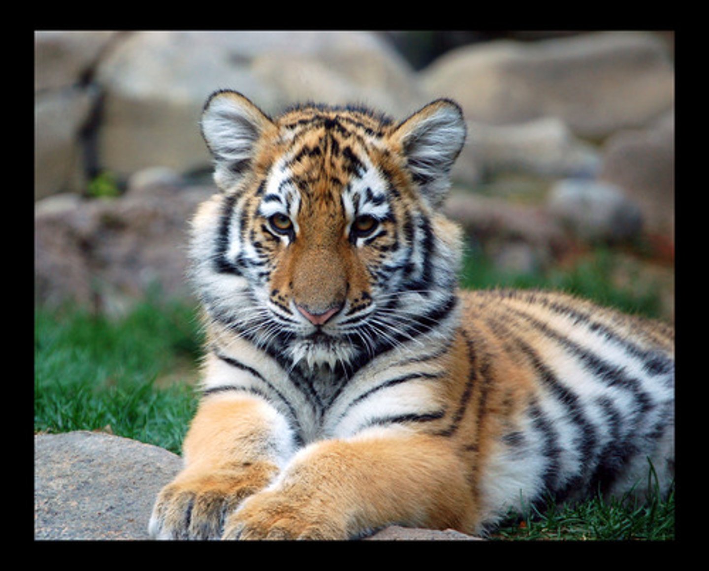 <p>gato grande con rayas negras y anaranjadas</p>
