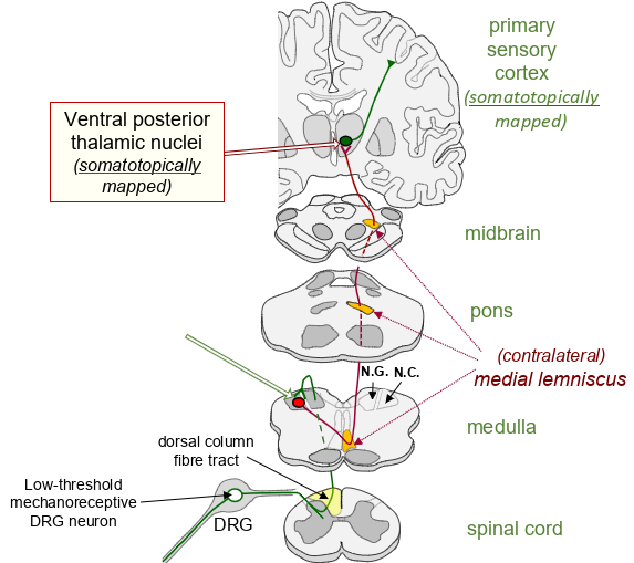 <p>what pathway is this</p>