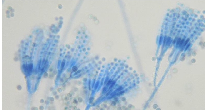 <p>Identify: Fungi</p>