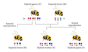 <p>What is parthenogenesis, asexual reproduction?</p>