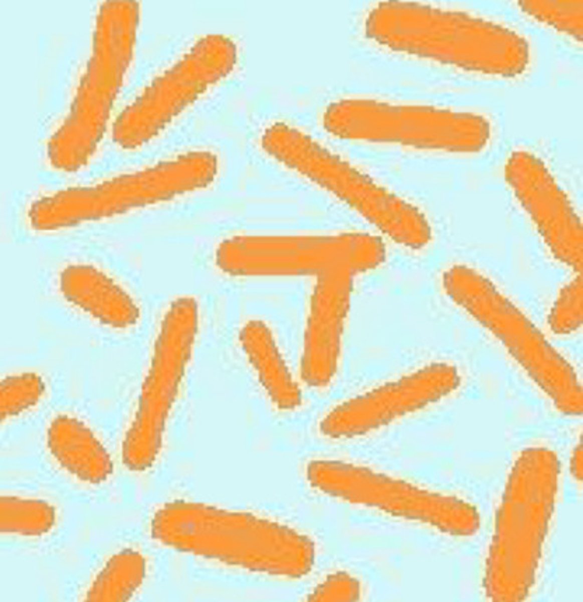 <p>Bacilli</p>